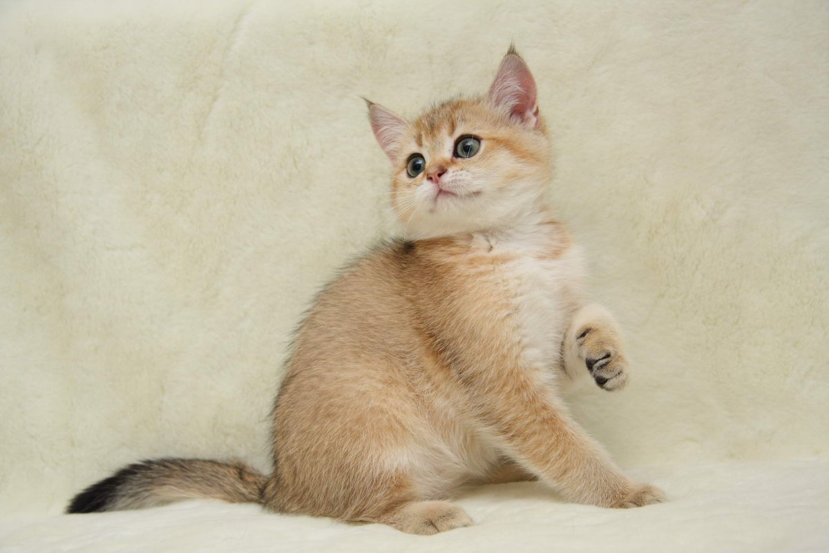 Золотая тикированная шиншилла ny25