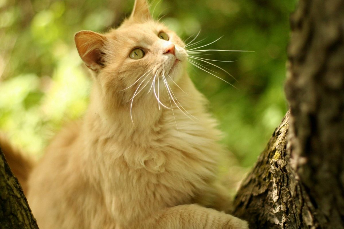 Палевая кошка