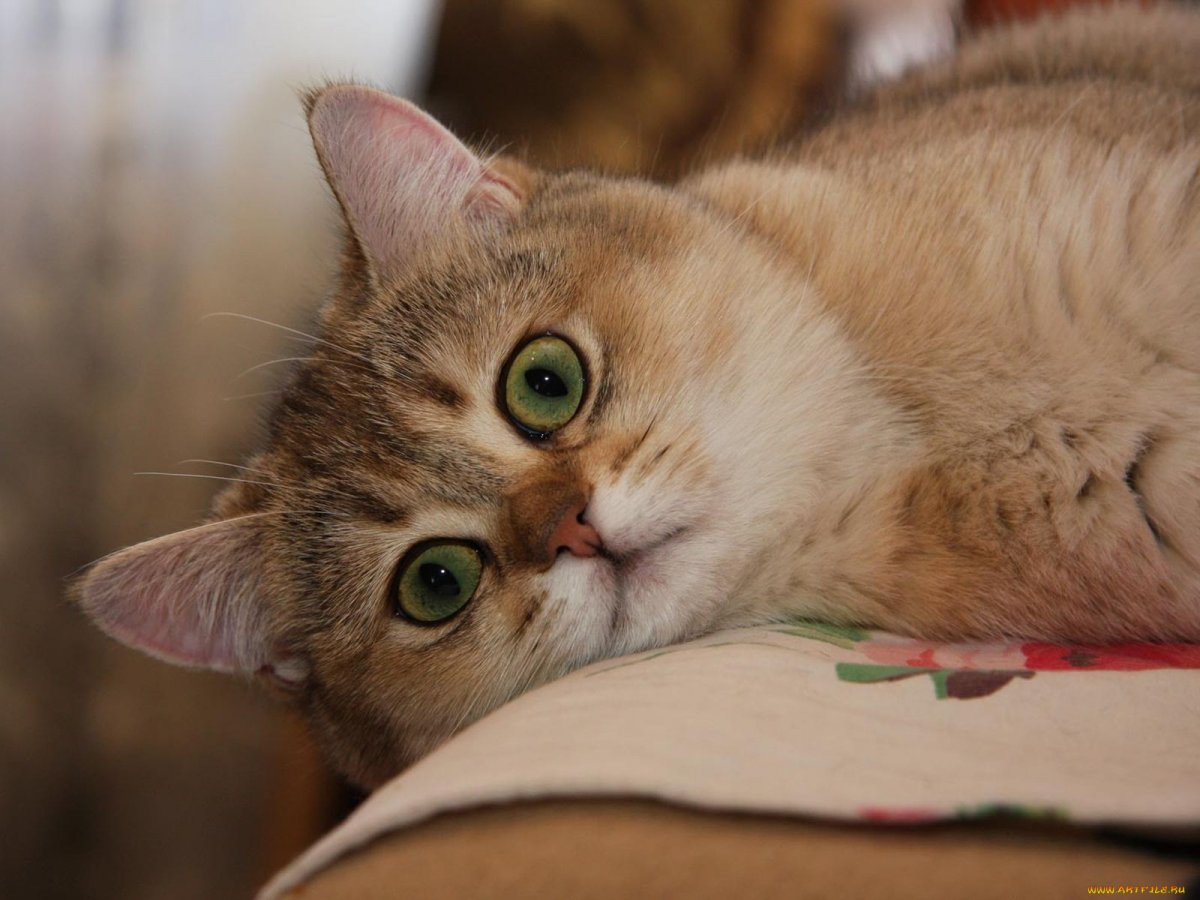 Бежевый кот с зелеными глазами