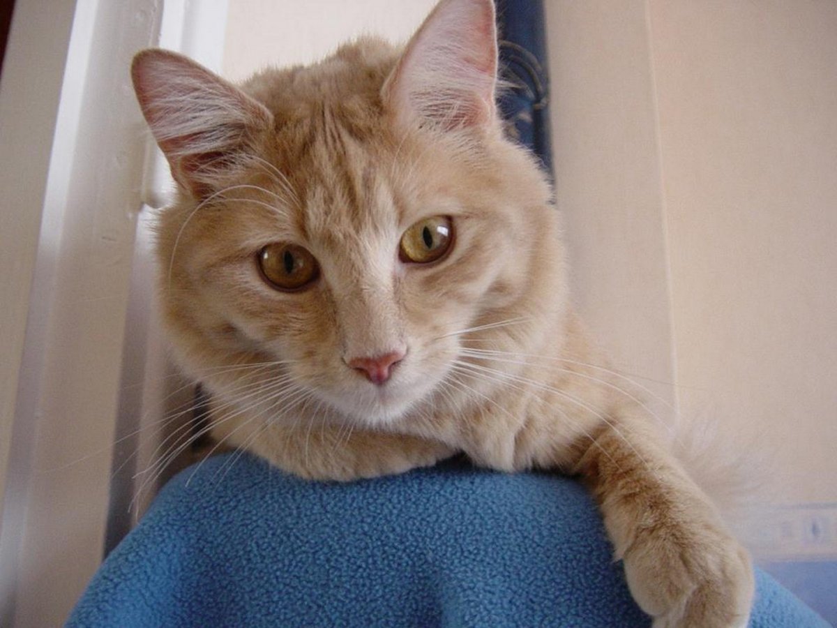 Тёмно бежевая кошка