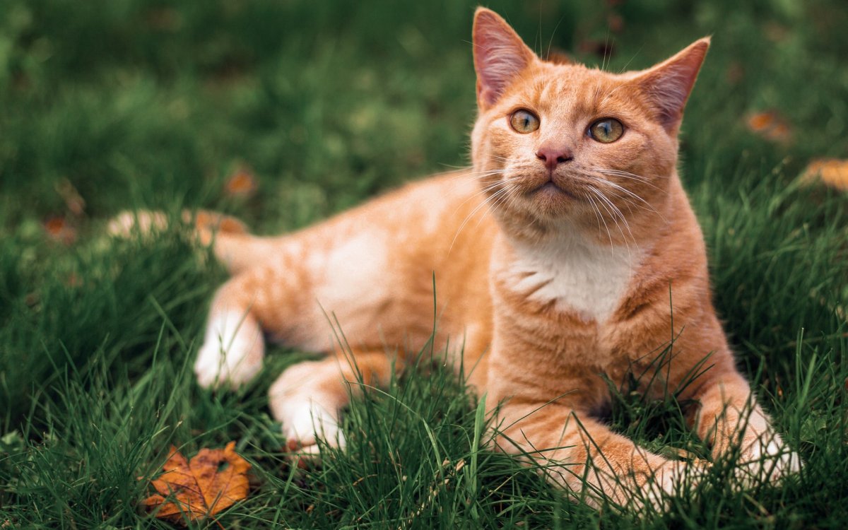 Персиковый кот