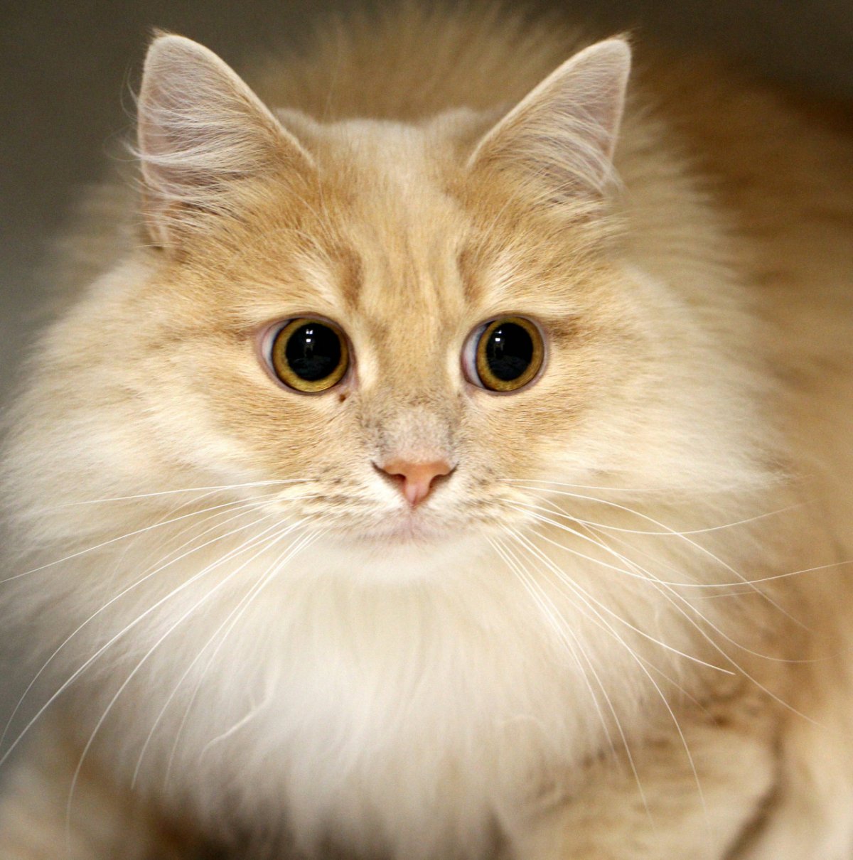 Пушистый кот