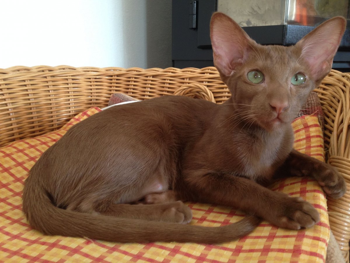 Ориентальная кошка циннамон