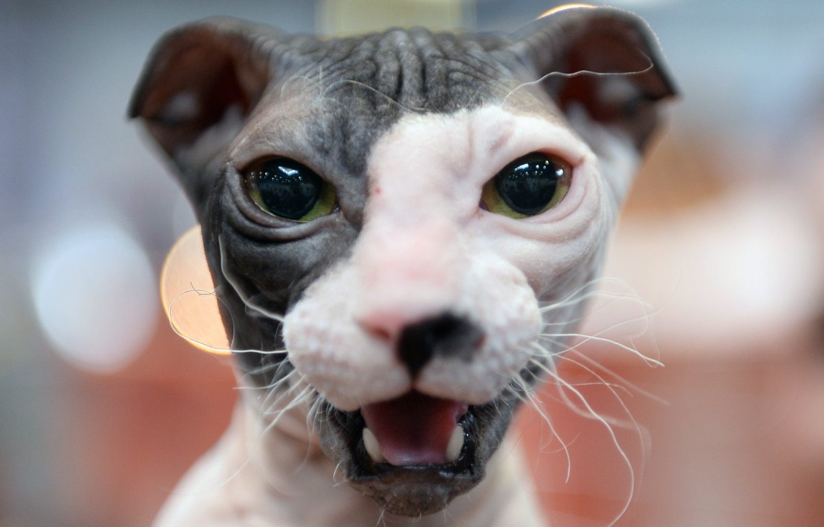 Сфинкс украинский левкой