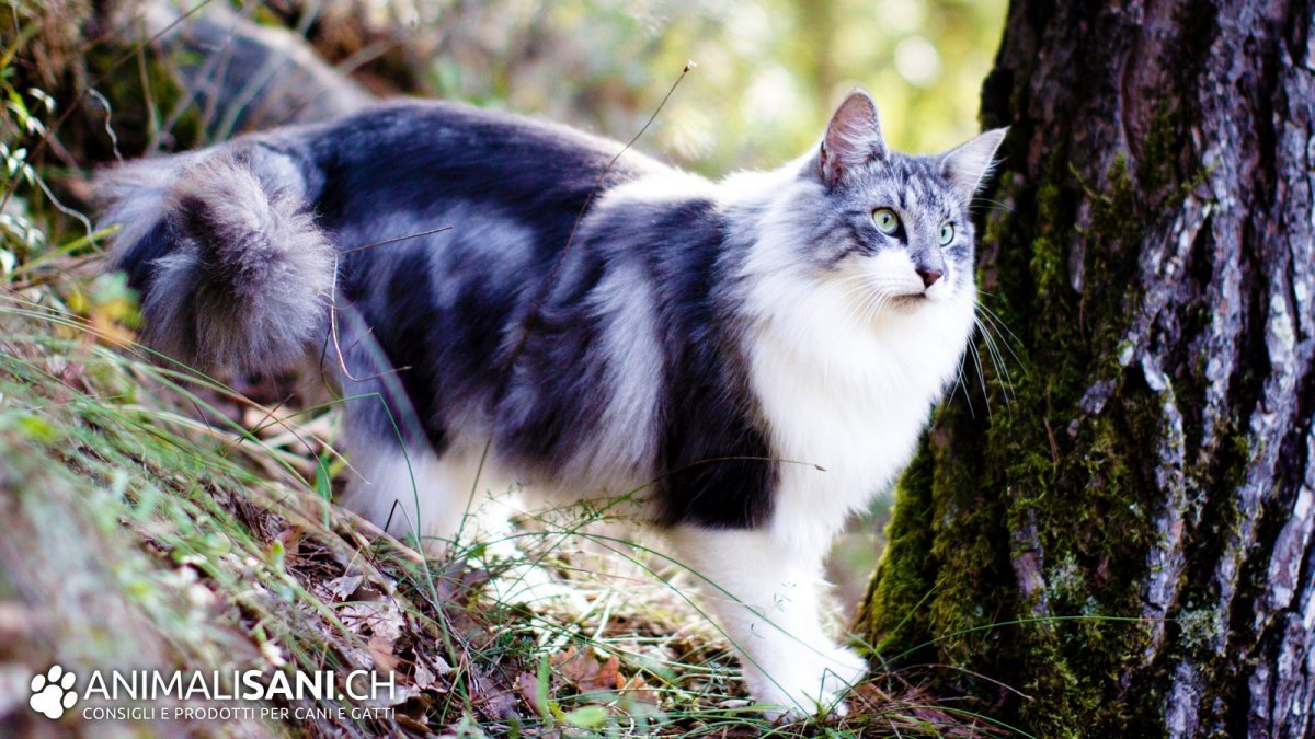 Норвежская Лесная полосатая