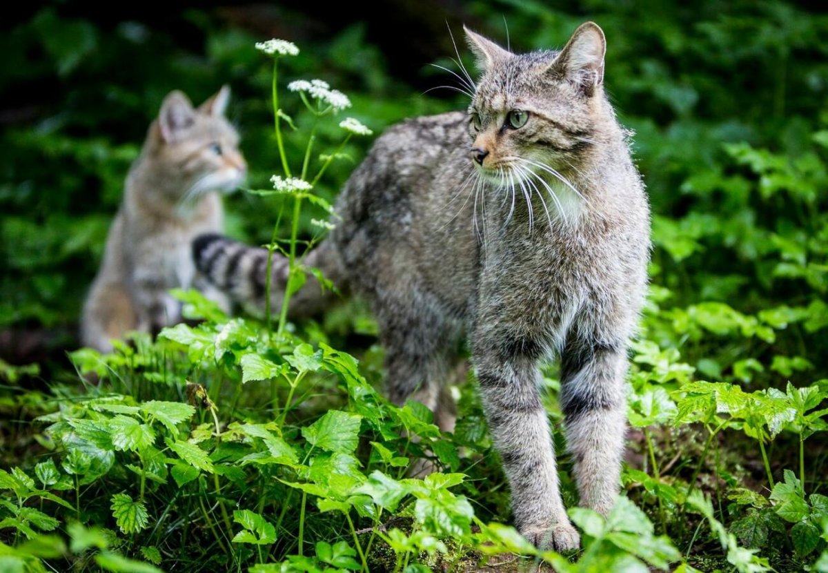 Бразильская Лесная кошка