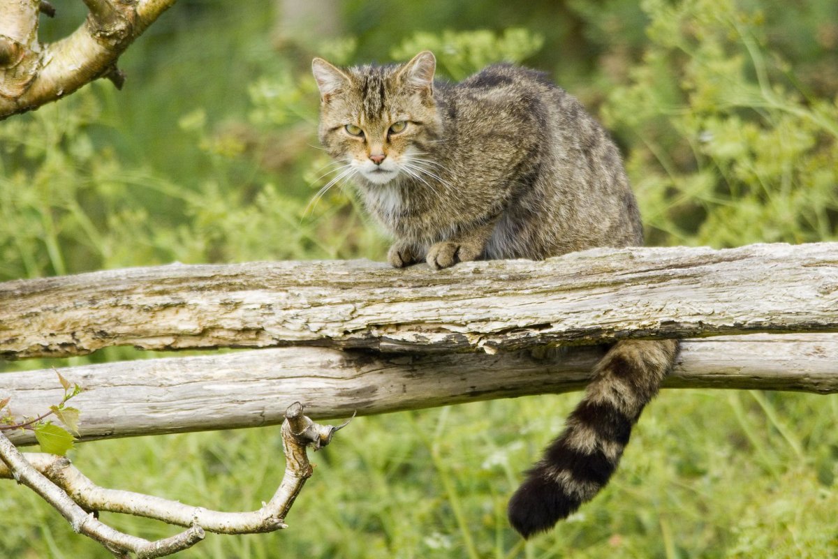 Лесной кот домашний черный