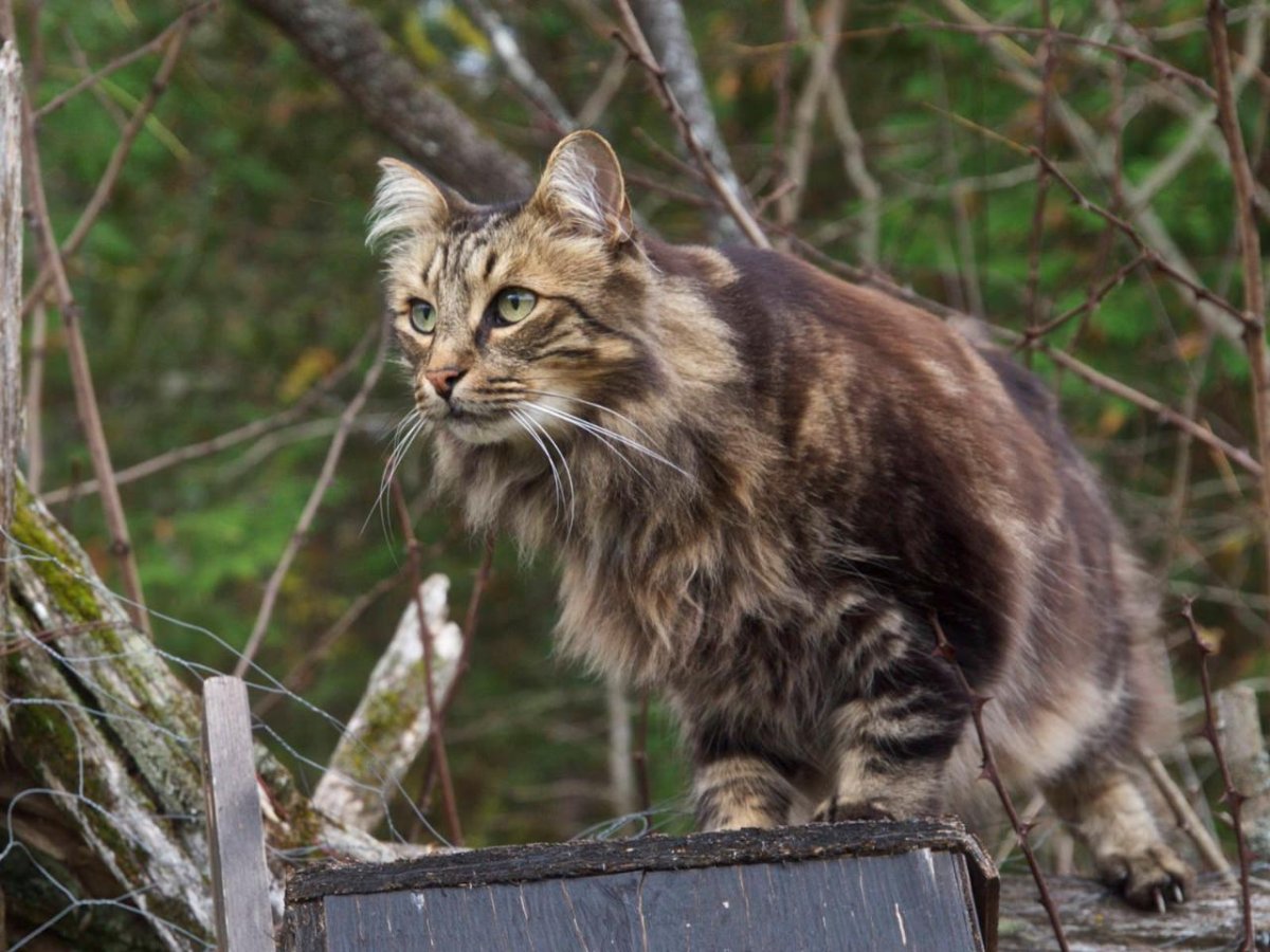 Бельгийский Лесной кот