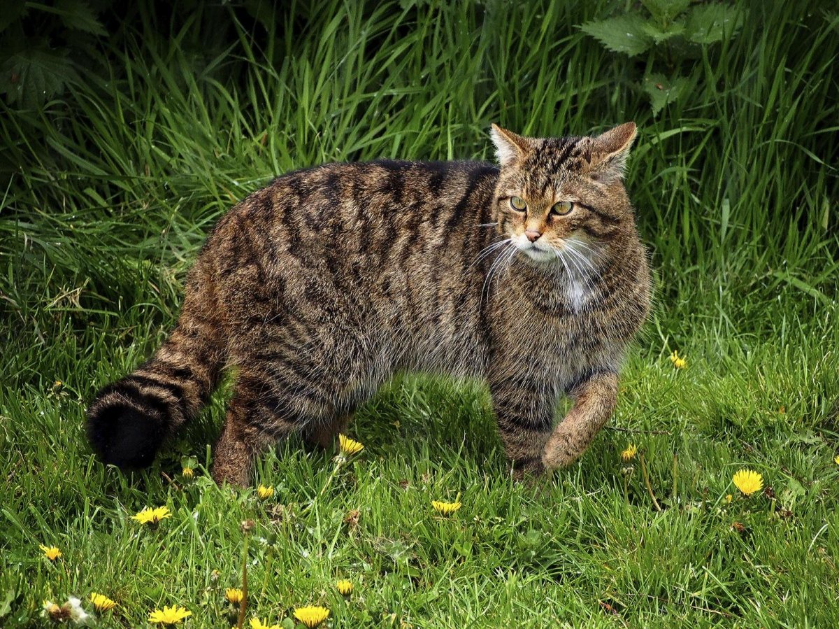 Бельгийский Лесной кот
