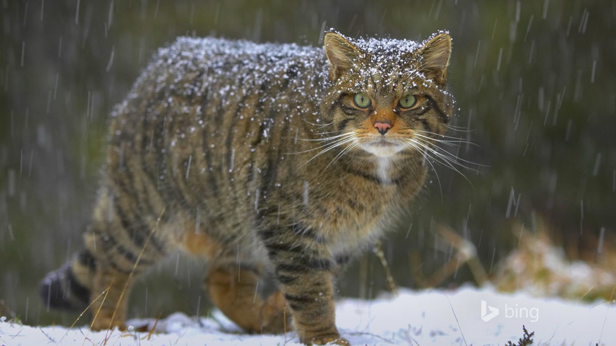 Лесной кот 1920 1080