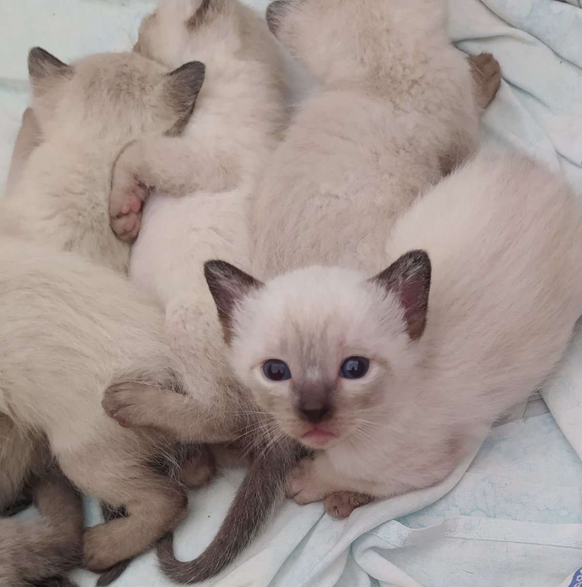 Сиамские котята Новорожденные