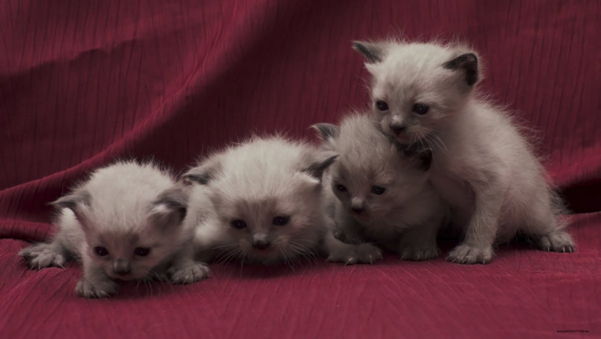 Новорожденные тайские котята