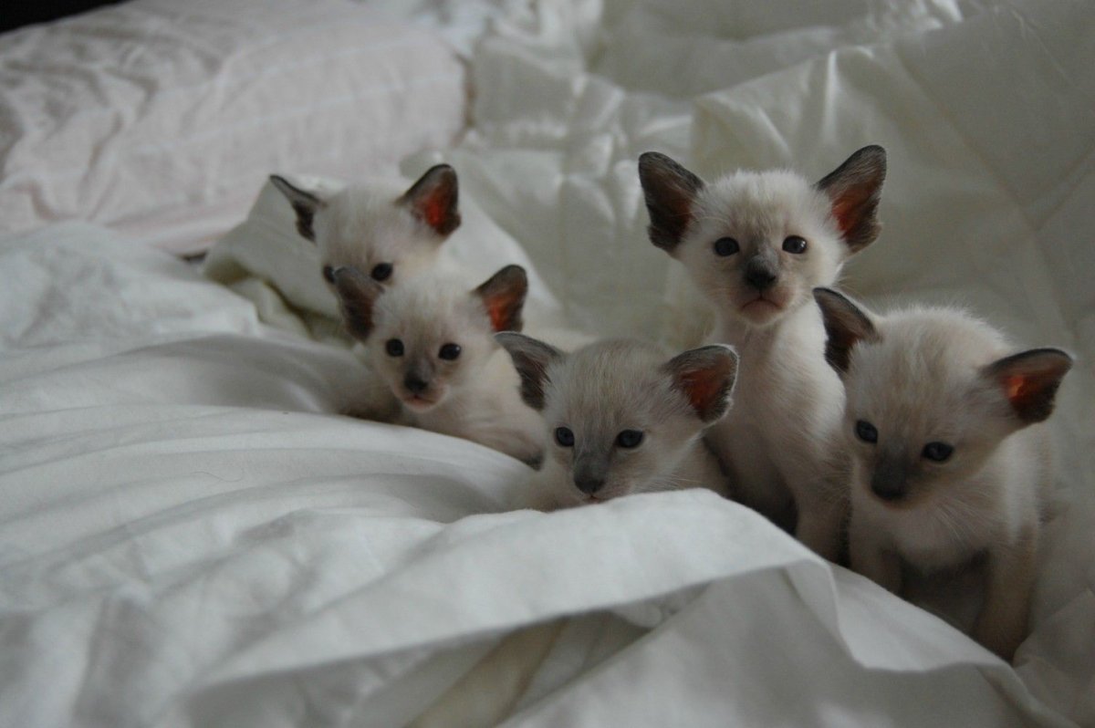 Двухнедельный сиамский котенок