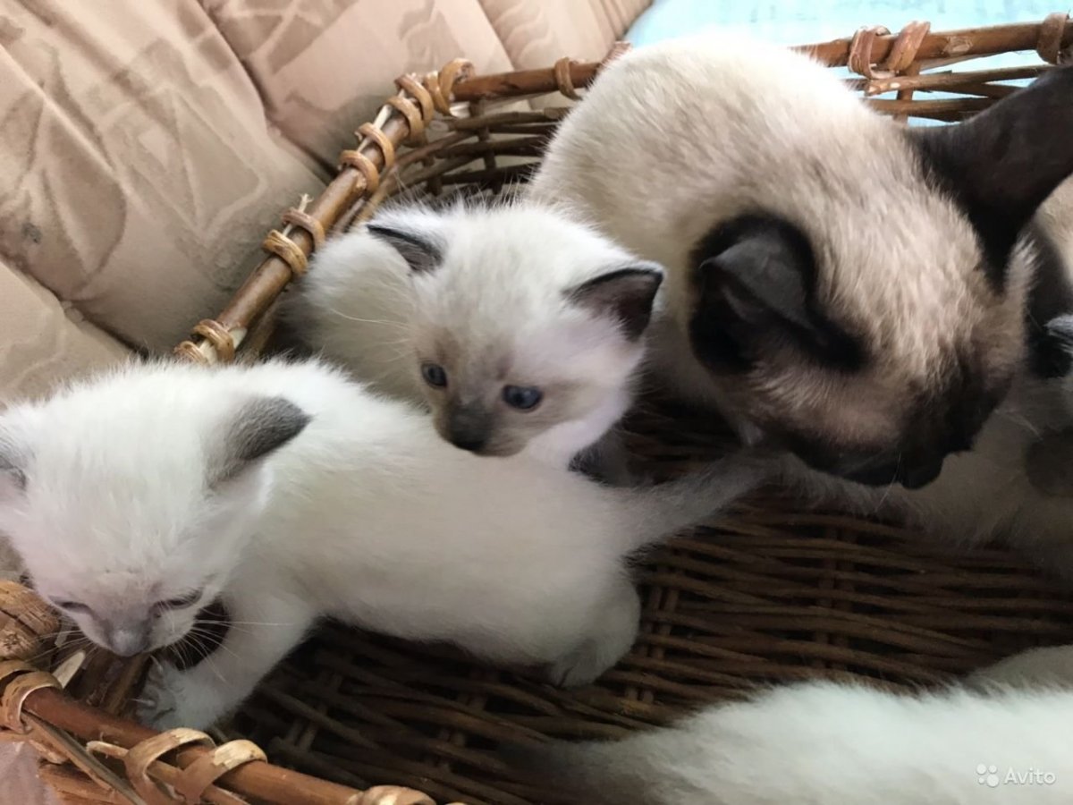 Сиамский котенок новорожденный
