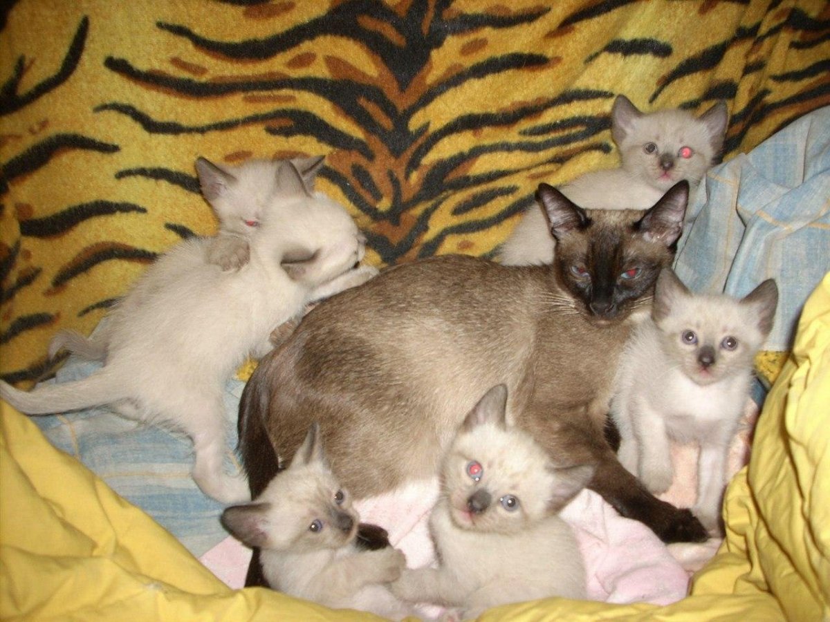 Сиамские котята с рождения