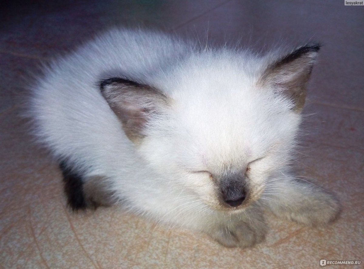 Сиамская кошка младенце