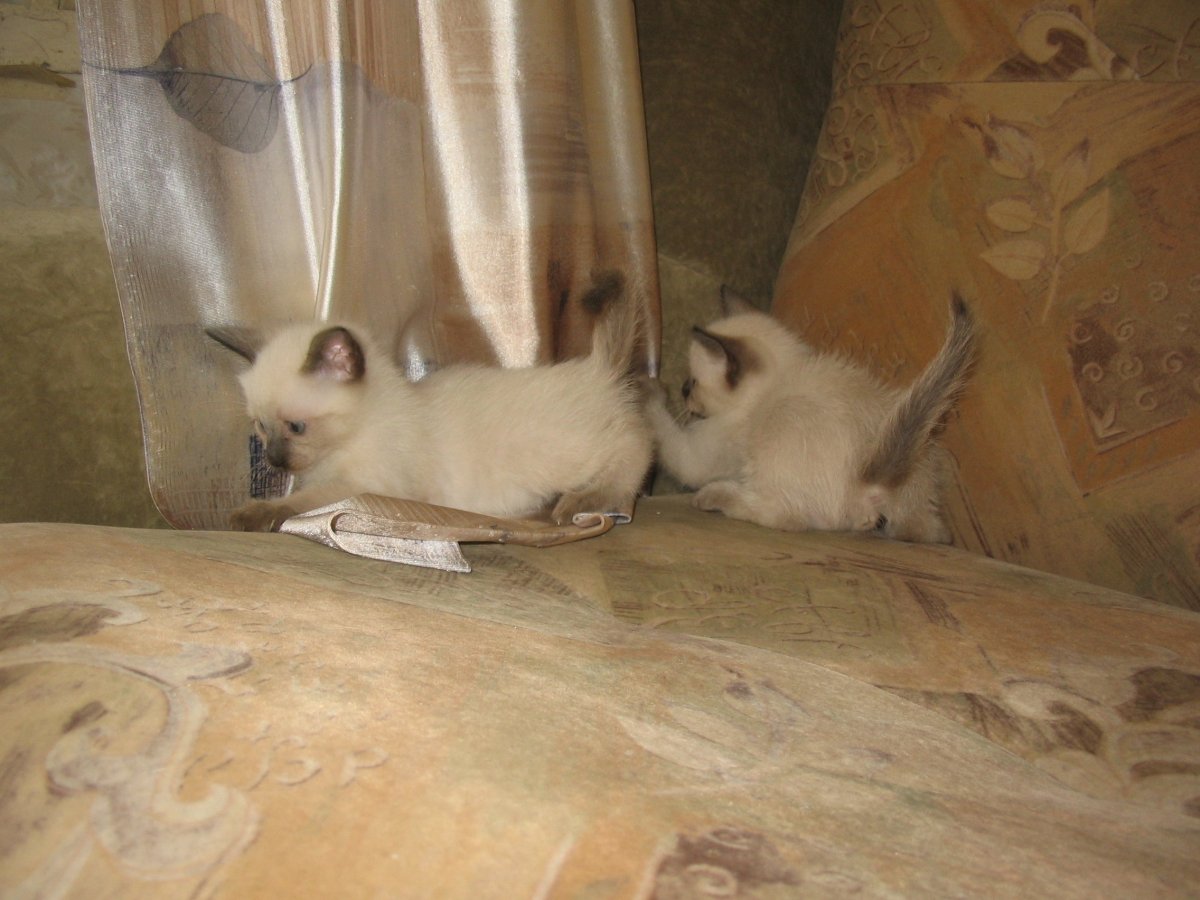 Сиамские котята только родились