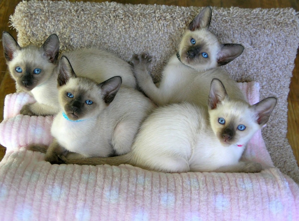 Популяция тайских котов