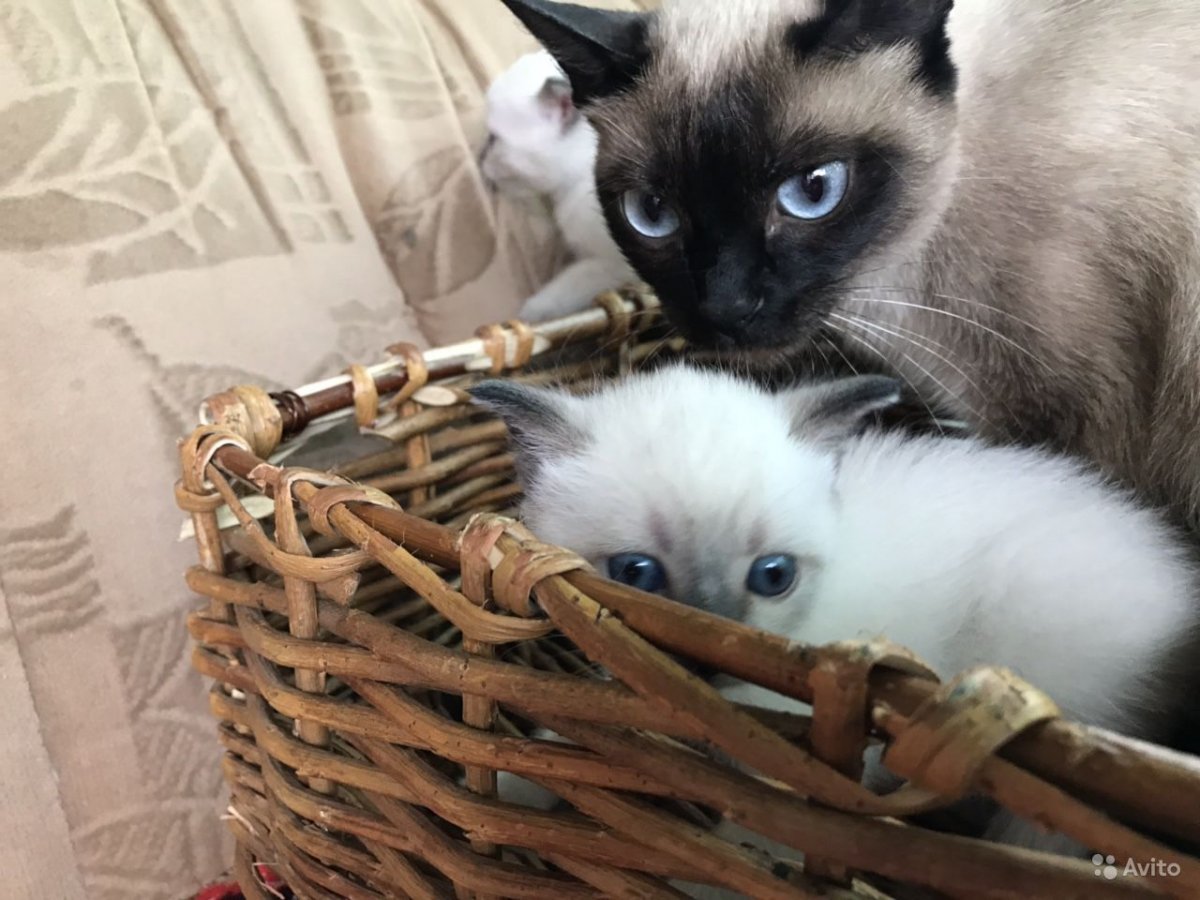 Сиамские котята