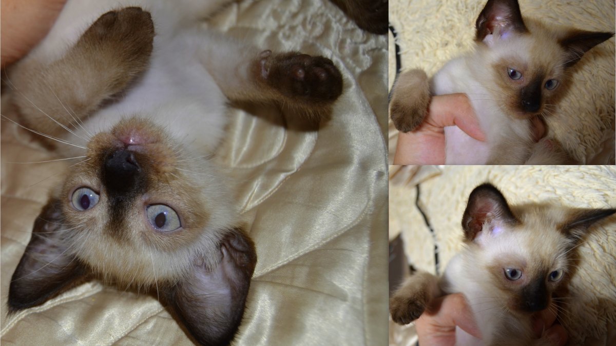 Сиамские котята 2 недели