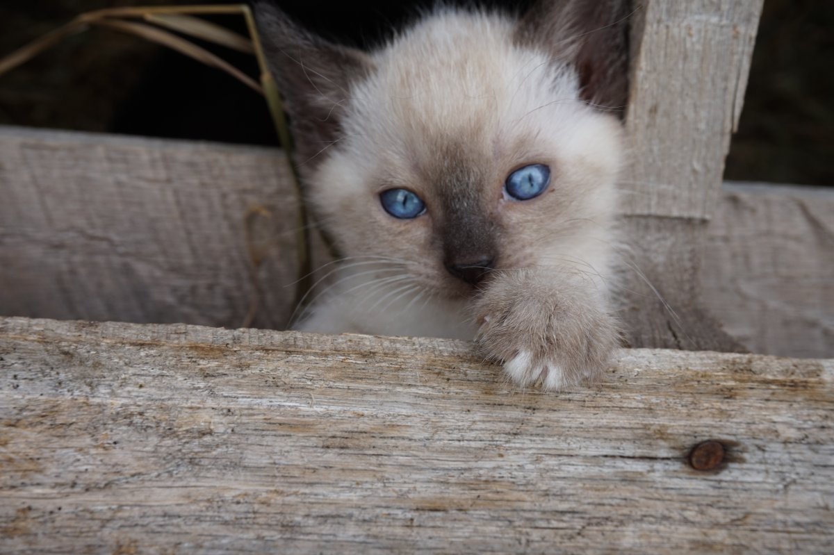 Сиамские котята