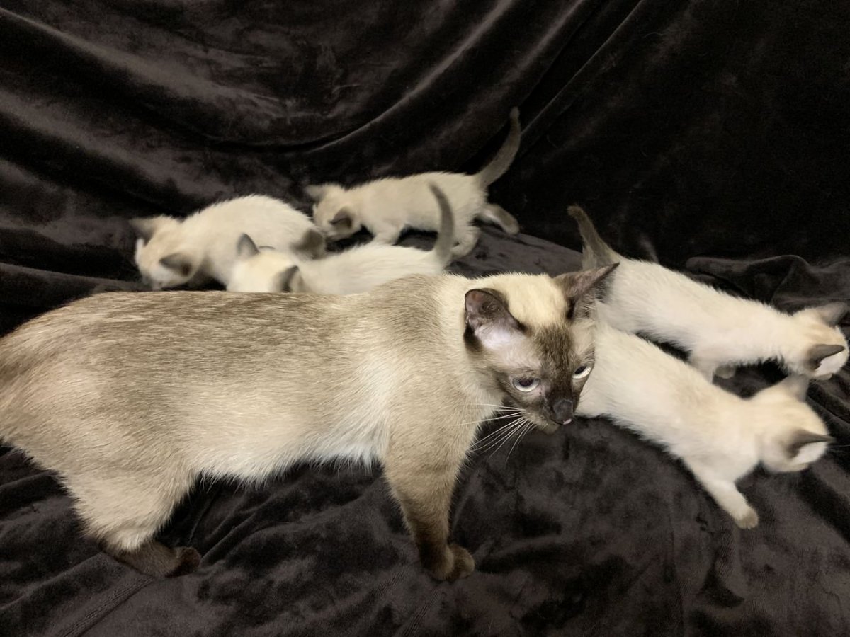 Сиамские котята Новорожденные