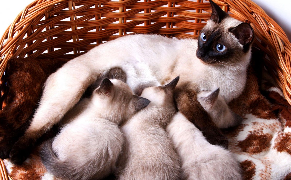 Забота домашних животных о потомстве