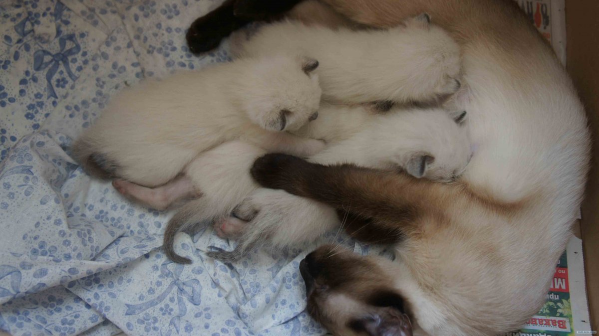 Сиамский котенок новорожденный