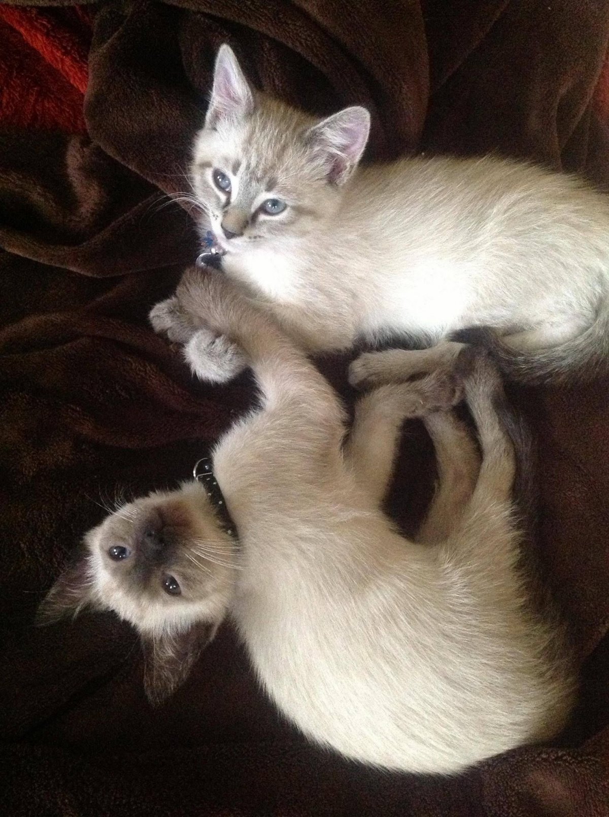 Сиамская кошечка котёнок