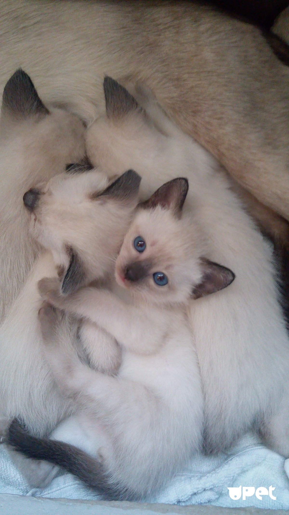 Новорожденные котята сиамской кошки