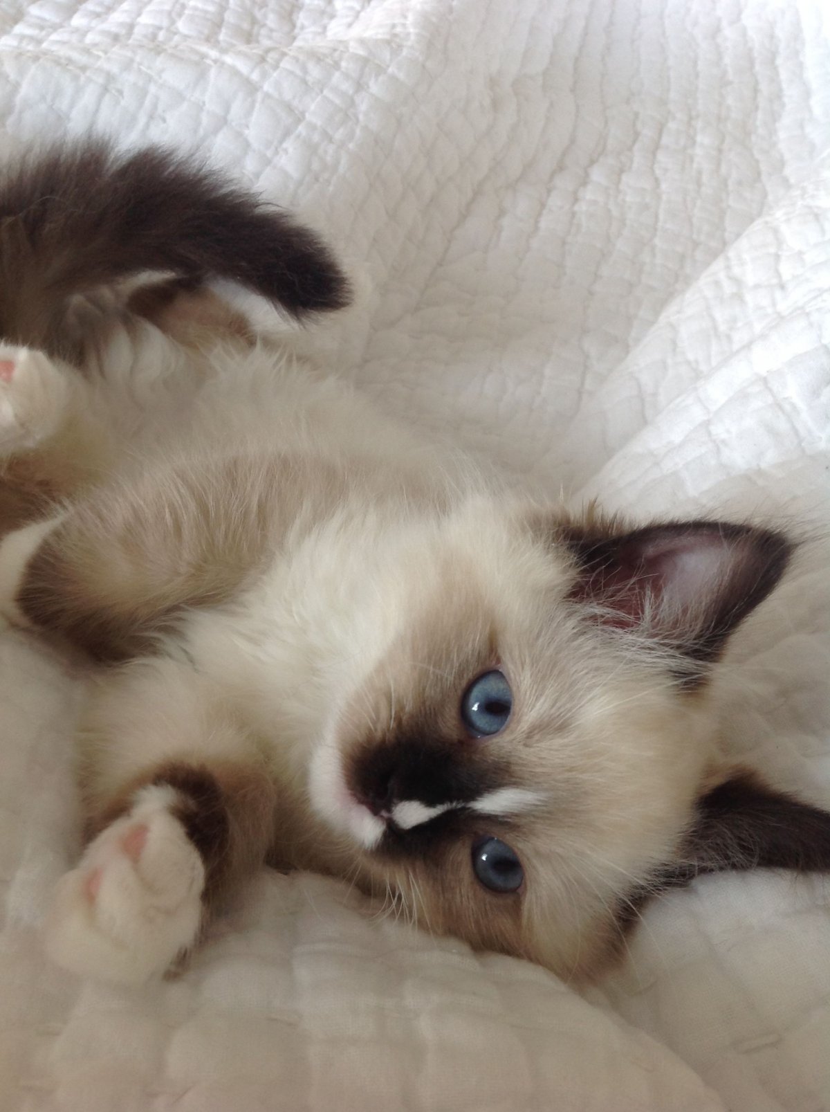 Сноу Шу кошка длинношерстная