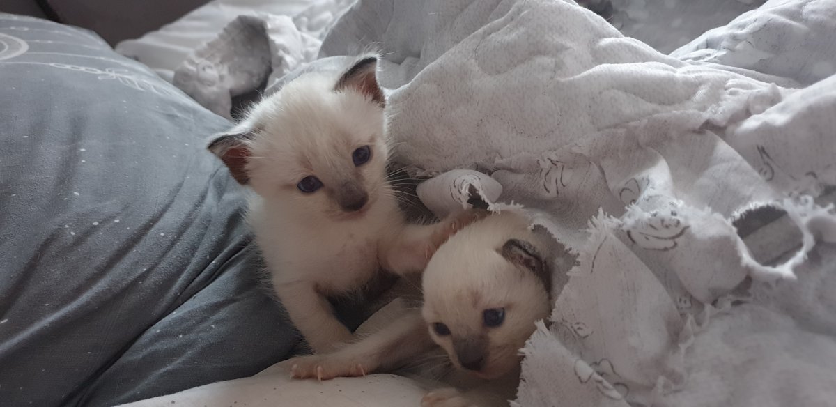 Котёнок Мейсон сиамский