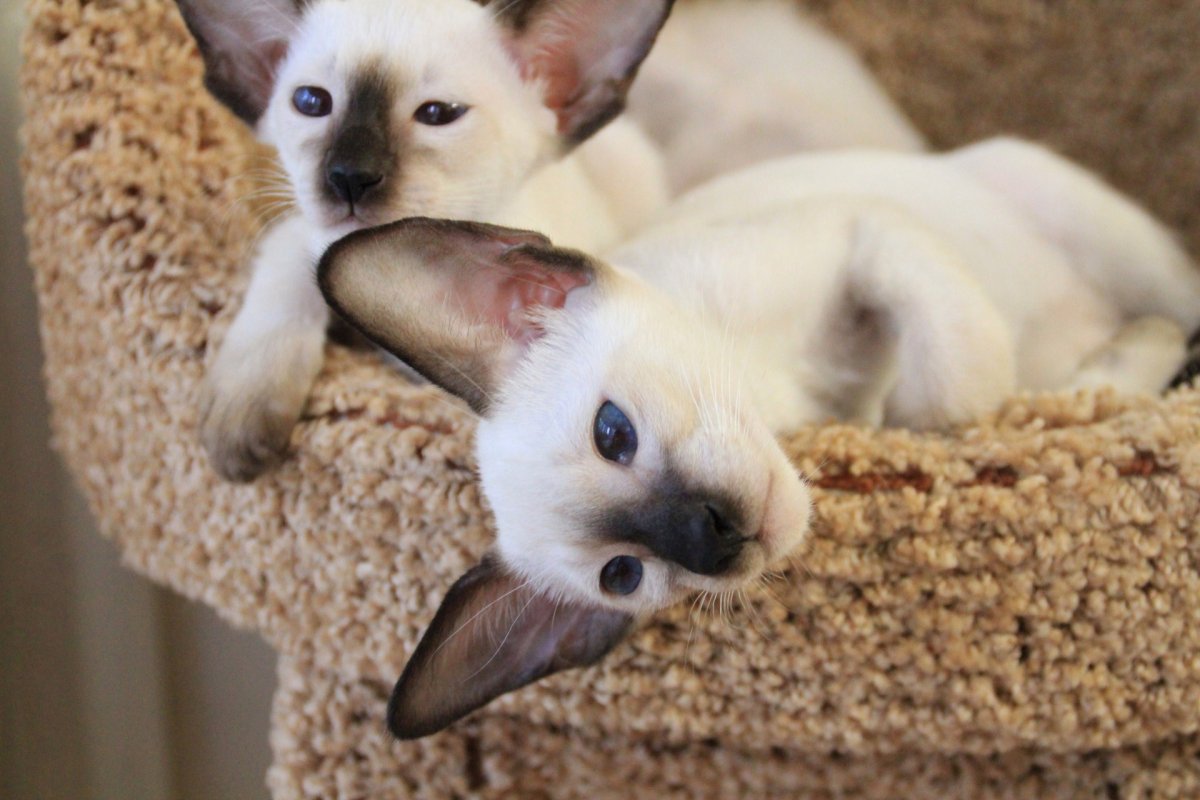 Самые милые животные