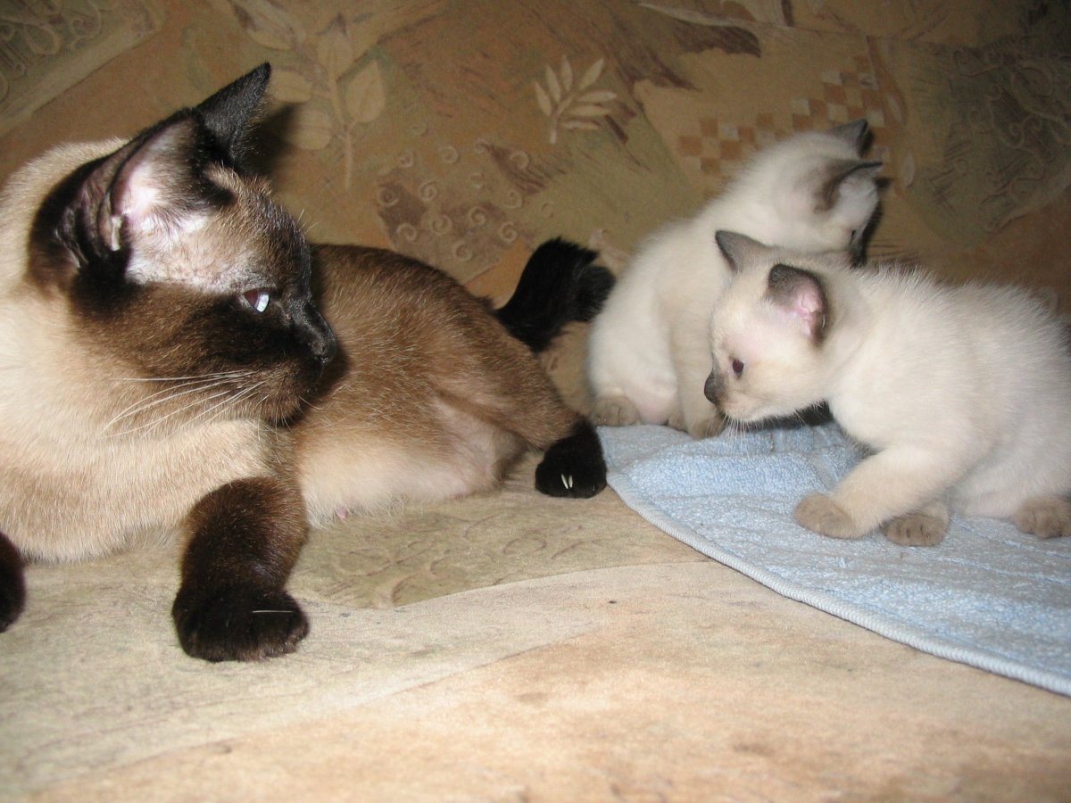 Сил поинт сиамские котята два месяца