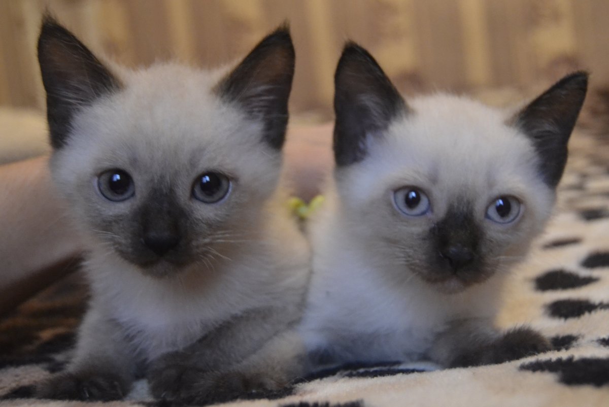 Котёнок сиамский гипоаллергеннй
