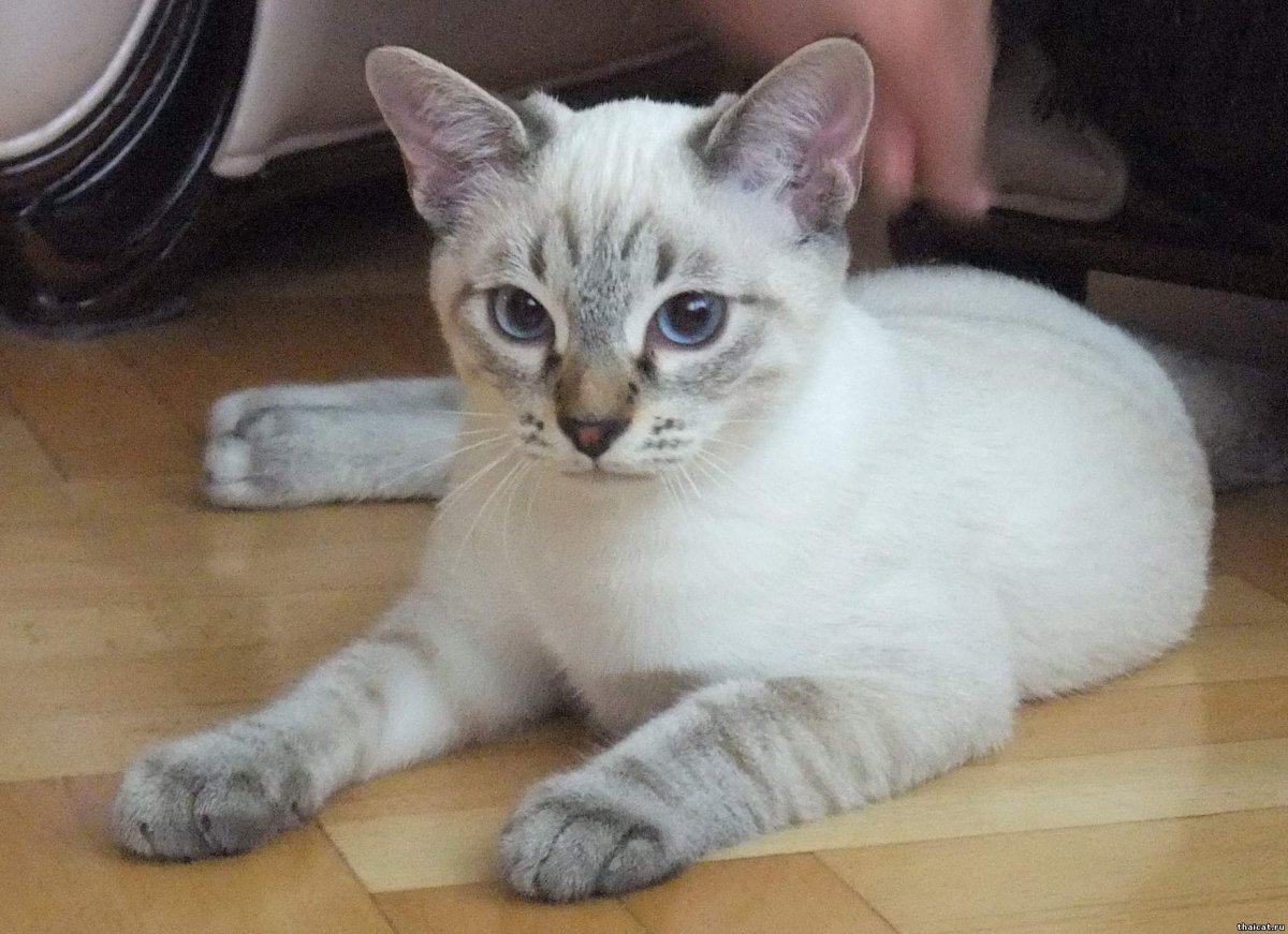 Тайский кот сил тебби Пойнт