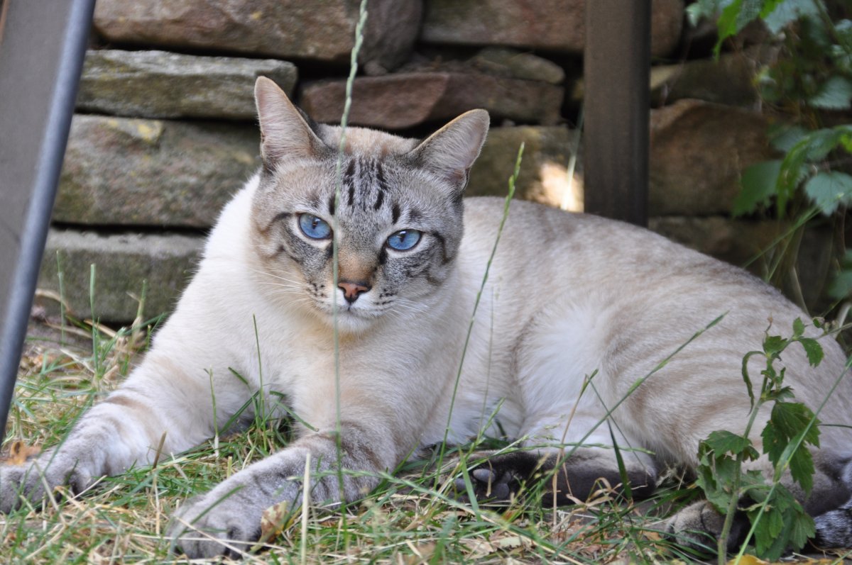 Блю тебби Пойнт тайская