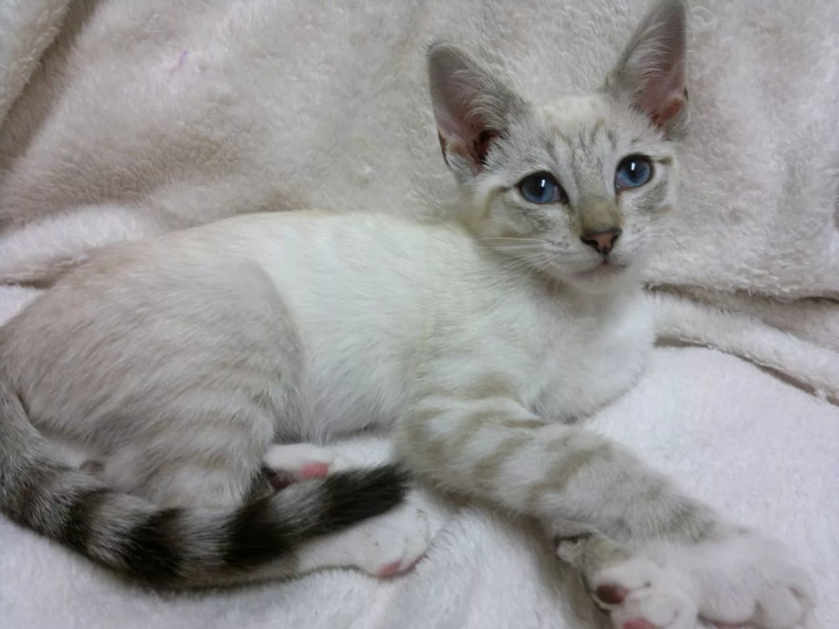 Тайский табби Пойнт