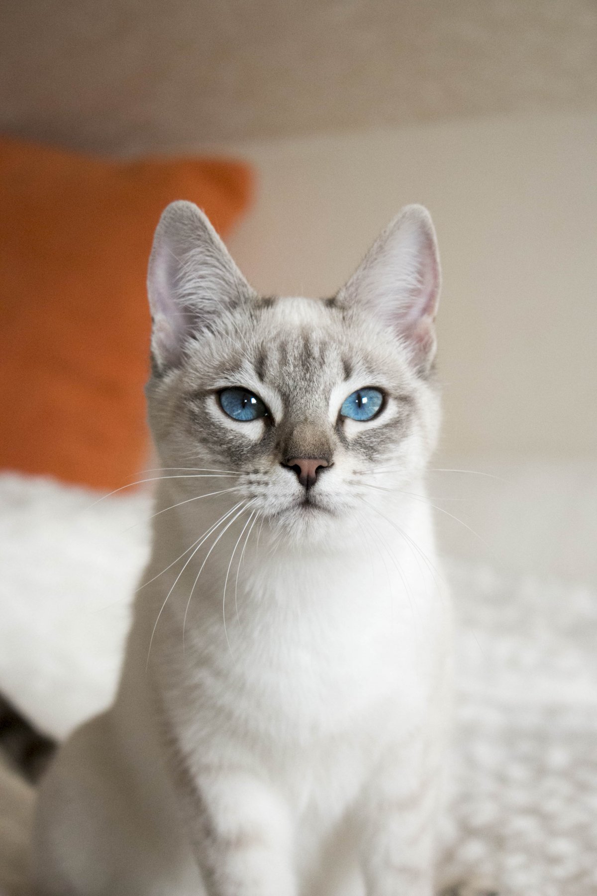 Тайская Блю табби поинт