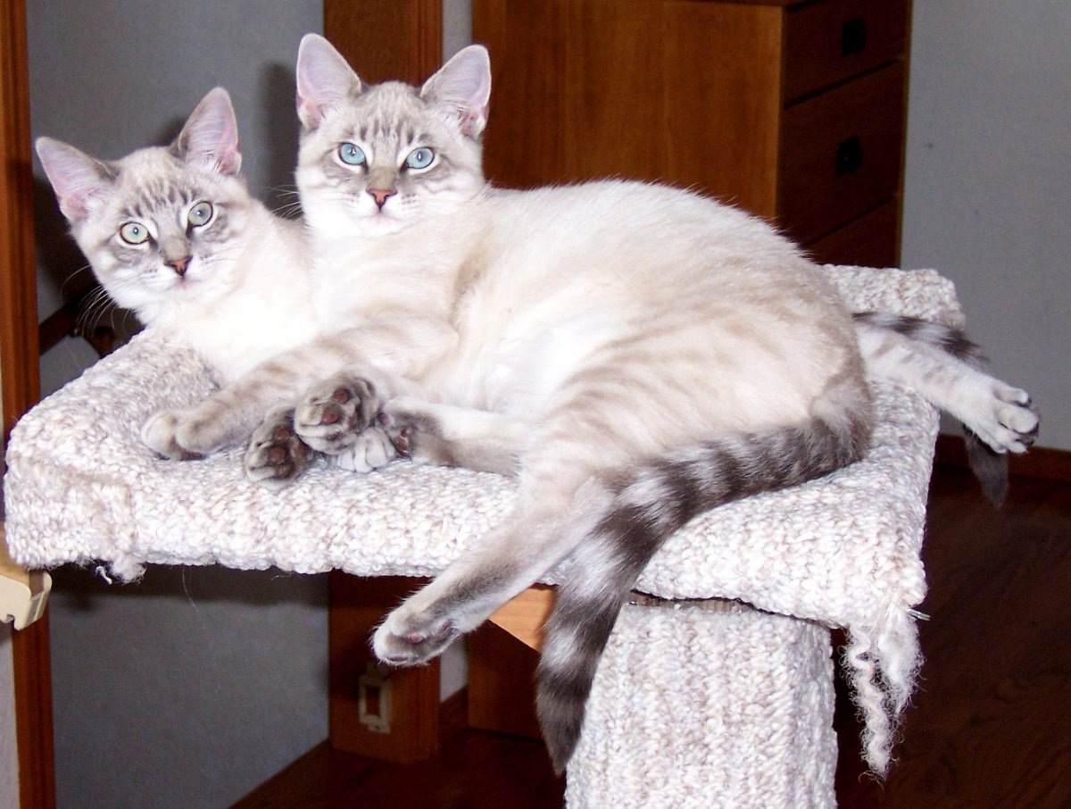 Тайская кошка табби