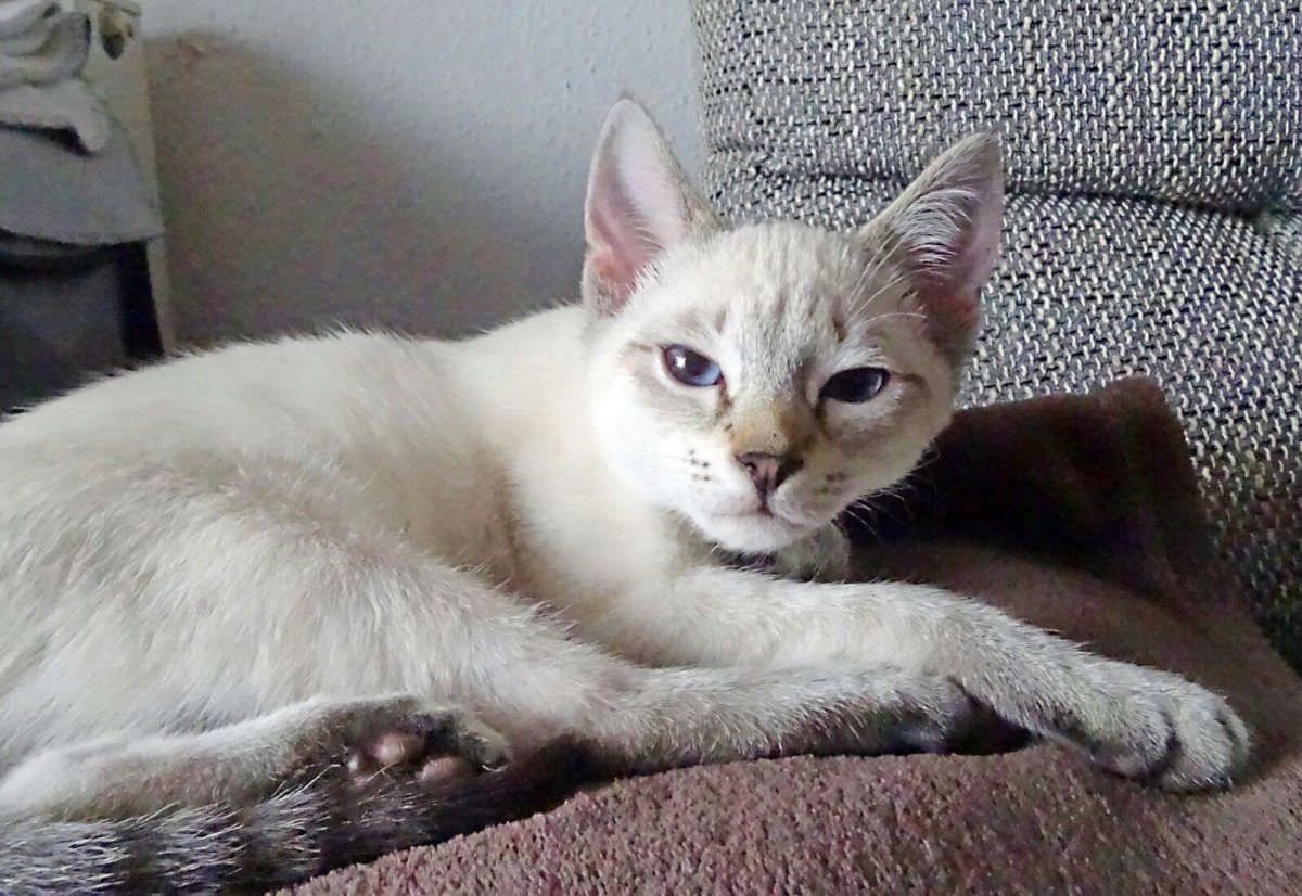 Тайская кошка tabby point метис