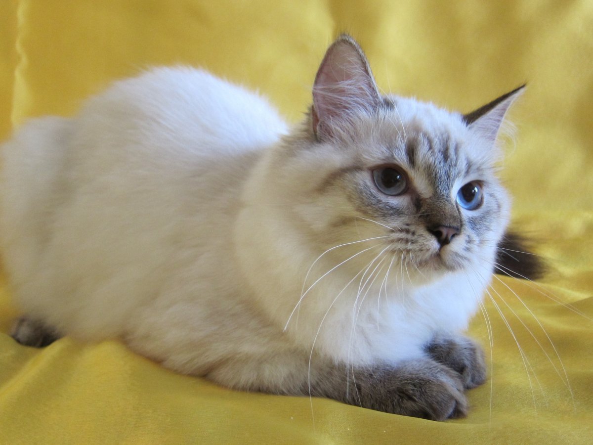 Тайская кошка окрас сил тебби Пойнт