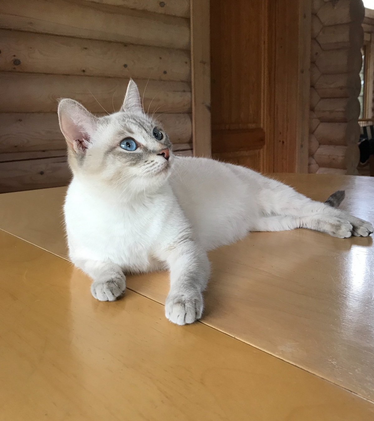 Тайский табби Пойнт