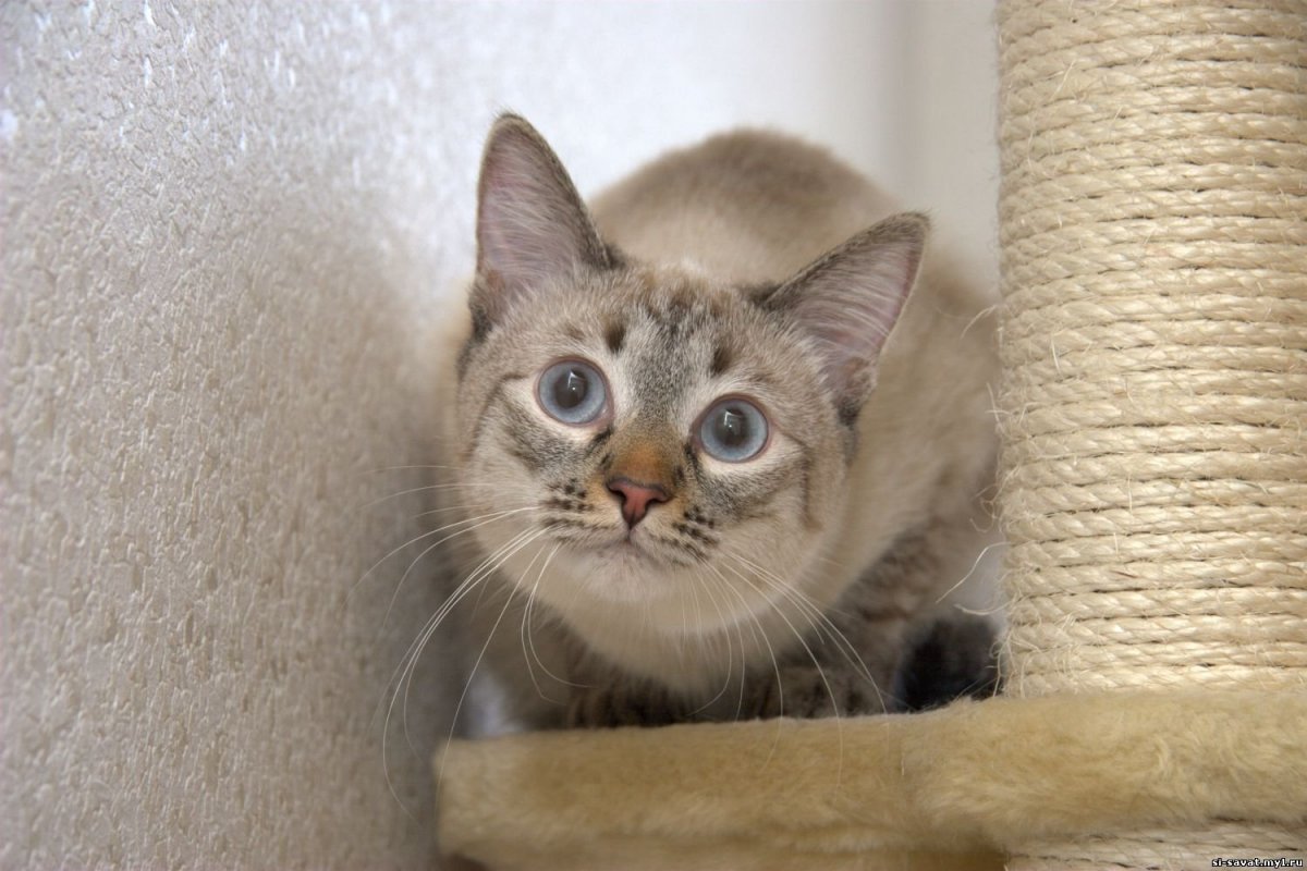 Тайская кошка табби Пойнт