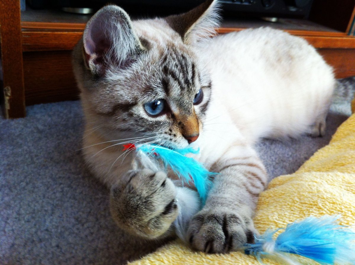 Котенок сиамский табби Пойнт