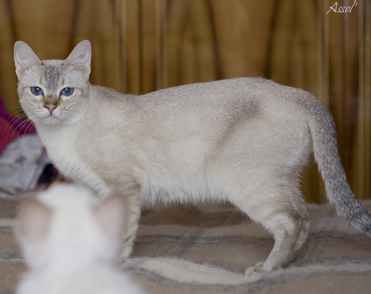 Сил табби Пойнт