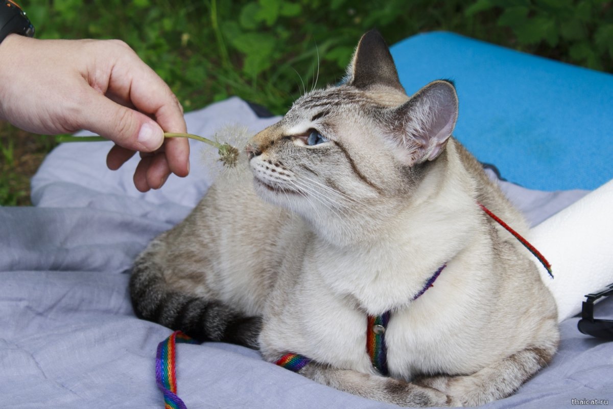 Тайский кот с сигаретой
