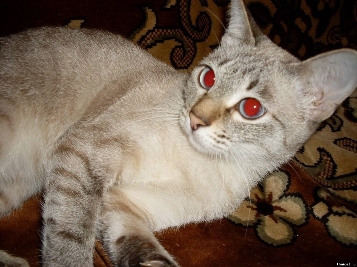 Тайский кот ред тебби Пойнт