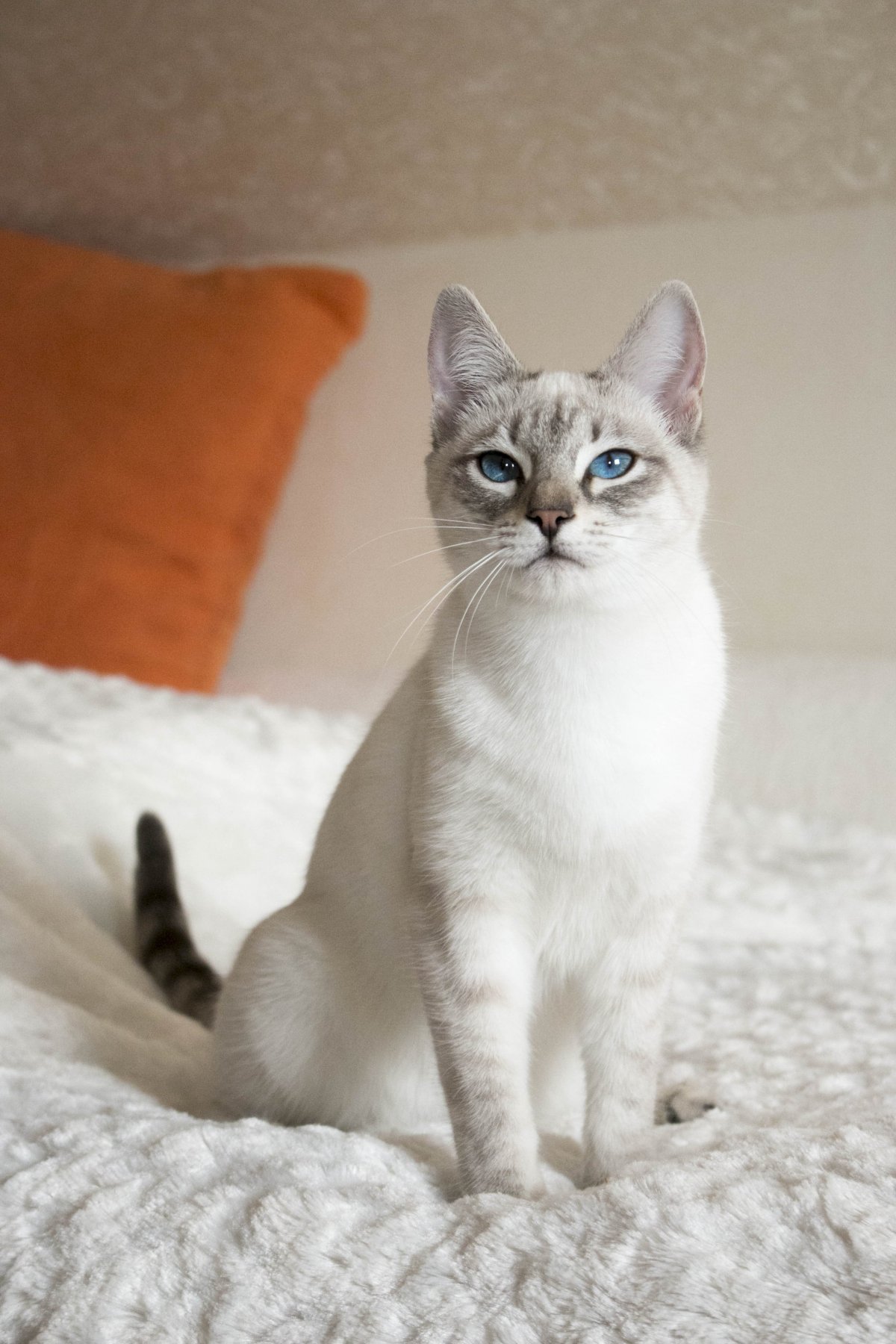 Тайский кот сил тебби толстый