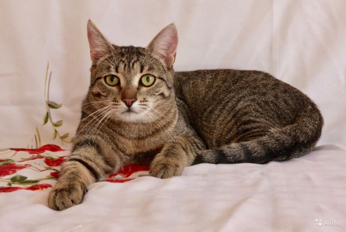 Бенгал метис